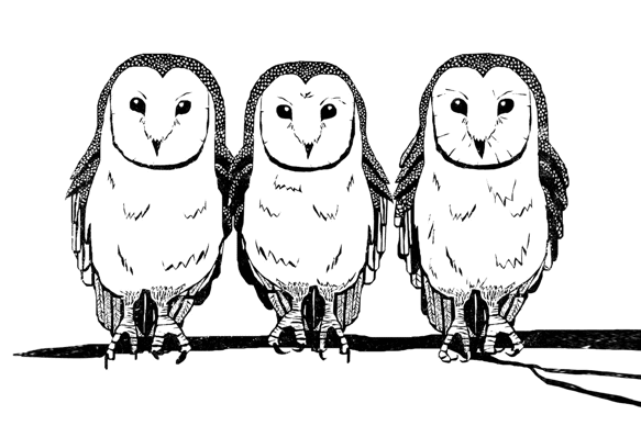 home-page-owls