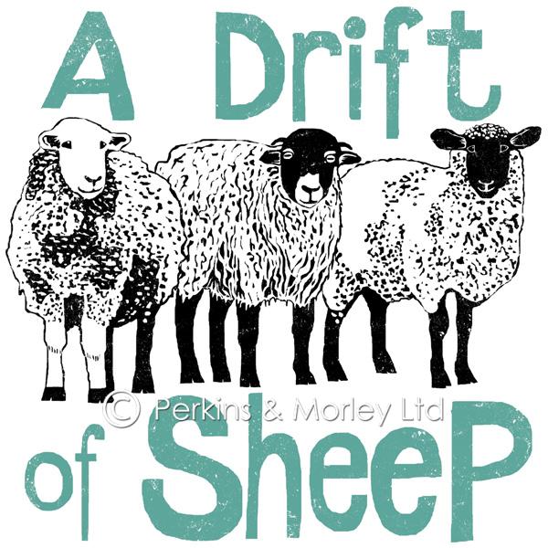 J2CN18NB-drift-of-sheep