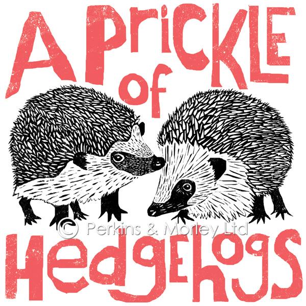 J2CN2NB-prickle-of-hedgehogs