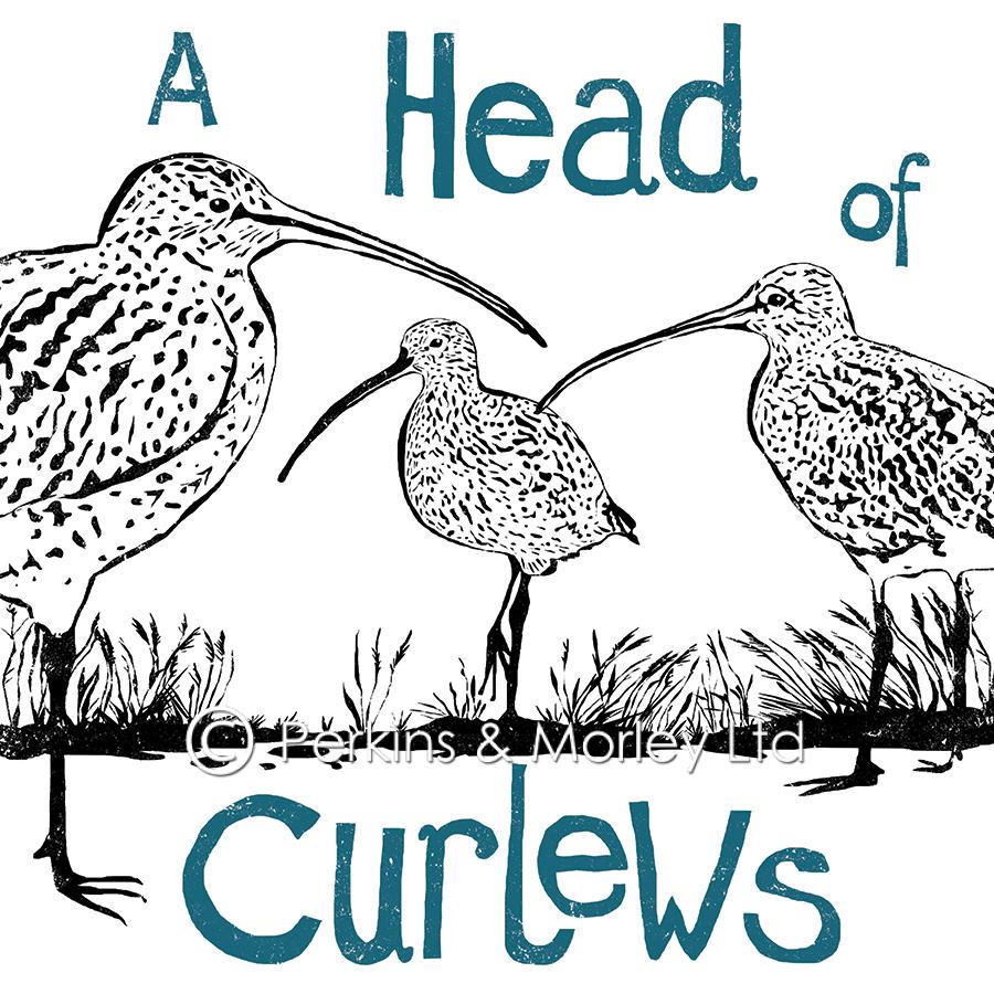 J2CN48-Head-of-Curlews-square-web