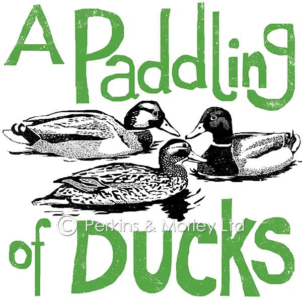 j2cn8-paddling-of-ducks-card